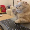 catssss 5