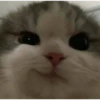 catssss 6