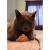 catssss 9