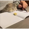 catssss 11