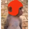 🙈Monos Chidos🙈 9