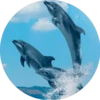 Delfines ✺1🇻🇪 5