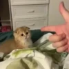 Cats Feelings 5