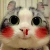 🐈 GaToS RaNdOm 🐈 5