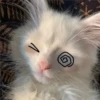 🐈 GaToS RaNdOm 🐈 6