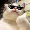 🐈 GaToS RaNdOm 🐈 7