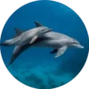 Delfines ✺1🇻🇪 6