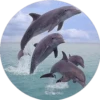 Delfines ✺1🇻🇪 7