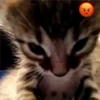 🐈 GaToS RaNdOm 🐈 8