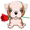 Puppy 6