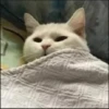 Cats Feelings 8