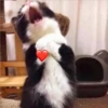 🐈 GaToS RaNdOm 🐈 9