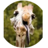 Drunken Animals 5