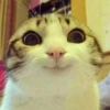 Cats Feelings 10