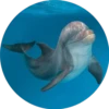 Delfines ✺1🇻🇪 8