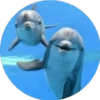 Delfines ✺1🇻🇪 9