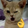 🐈 GaToS RaNdOm 🐈 13