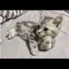 Cats Feelings 11