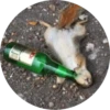 Drunken Animals 8