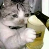 Cats Feelings 12