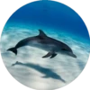 Delfines ✺1🇻🇪 10
