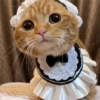 🐈 GaToS RaNdOm 🐈 14