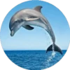 Delfines ✺1🇻🇪 11
