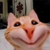 🐈 GaToS RaNdOm 🐈 15
