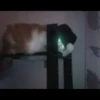 Cats Feelings 13