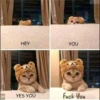 Cats Feelings 14