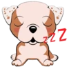 Puppy 13