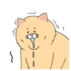 Sad Fat Cat 17