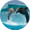 Delfines ✺1🇻🇪 12
