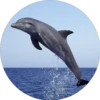 Delfines ✺1🇻🇪 13