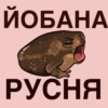 Frogus29 16