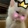 🐈 GaToS RaNdOm 🐈 16