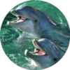 Delfines ✺1🇻🇪 14