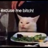 Cats Feelings 15