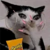 🐈 GaToS RaNdOm 🐈 17