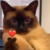 🐈 GaToS RaNdOm 🐈 19