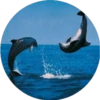 Delfines ✺1🇻🇪 15