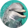 Delfines ✺1🇻🇪 16