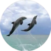 Delfines ✺1🇻🇪 17