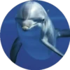 Delfines ✺1🇻🇪 18