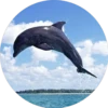 Delfines ✺1🇻🇪 19