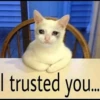 Cats Feelings 16