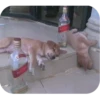 Drunken Animals 14