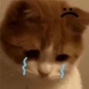 🐈 GaToS RaNdOm 🐈 20