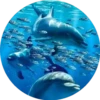 Delfines ✺1🇻🇪 20