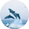 Delfines ✺1🇻🇪 21